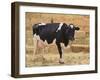 Holstein Cow Full of Milk-DLILLC-Framed Photographic Print