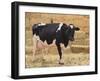 Holstein Cow Full of Milk-DLILLC-Framed Photographic Print