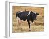 Holstein Cow Full of Milk-DLILLC-Framed Photographic Print