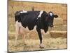 Holstein Cow Full of Milk-DLILLC-Mounted Photographic Print