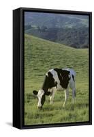 Holstein Cow Grazing on a Hill-DLILLC-Framed Stretched Canvas