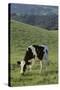 Holstein Cow Grazing on a Hill-DLILLC-Stretched Canvas