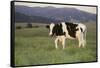 Holstein Cow Grazing on a Hill-DLILLC-Framed Stretched Canvas