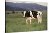 Holstein Cow Grazing on a Hill-DLILLC-Stretched Canvas