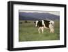 Holstein Cow Grazing on a Hill-DLILLC-Framed Photographic Print