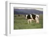 Holstein Cow Grazing on a Hill-DLILLC-Framed Photographic Print