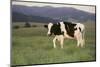 Holstein Cow Grazing on a Hill-DLILLC-Mounted Photographic Print