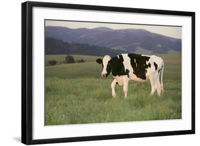 Lightning photography print country landscape photo with grazing cows nature art 