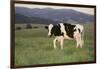 Holstein Cow Grazing on a Hill-DLILLC-Framed Photographic Print