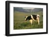 Holstein Cow Grazing on a Hill-DLILLC-Framed Photographic Print