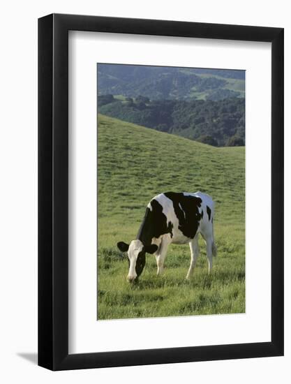 Holstein Cow Grazing on a Hill-DLILLC-Framed Photographic Print