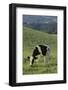 Holstein Cow Grazing on a Hill-DLILLC-Framed Photographic Print