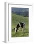 Holstein Cow Grazing on a Hill-DLILLC-Framed Photographic Print