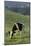 Holstein Cow Grazing on a Hill-DLILLC-Mounted Photographic Print