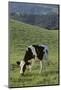 Holstein Cow Grazing on a Hill-DLILLC-Mounted Photographic Print