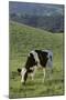 Holstein Cow Grazing on a Hill-DLILLC-Mounted Photographic Print