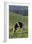 Holstein Cow Grazing on a Hill-DLILLC-Framed Photographic Print