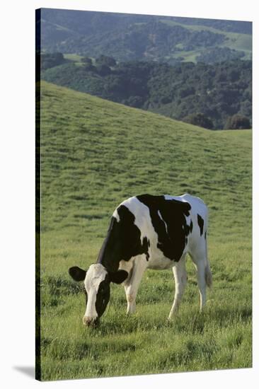 Holstein Cow Grazing on a Hill-DLILLC-Stretched Canvas