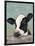 Holstein Cow II-Jade Reynolds-Framed Art Print