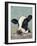 Holstein Cow II-Jade Reynolds-Framed Art Print