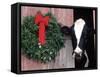 Holstein Cow in Barn with Christmas Wreath, WI-Lynn M^ Stone-Framed Stretched Canvas