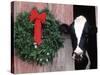 Holstein Cow in Barn with Christmas Wreath, WI-Lynn M^ Stone-Stretched Canvas