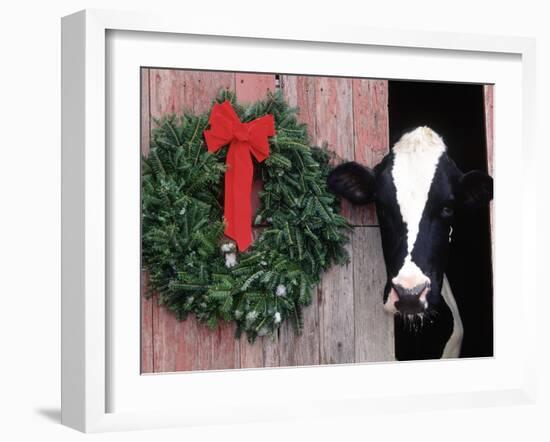 Holstein Cow in Barn with Christmas Wreath, WI-Lynn M^ Stone-Framed Premium Photographic Print