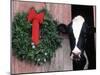 Holstein Cow in Barn with Christmas Wreath, WI-Lynn M^ Stone-Mounted Premium Photographic Print