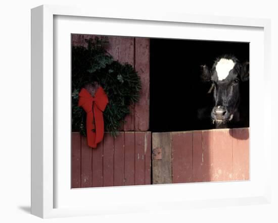 Holstein Cow in Barn with Christmas Wreath, WI-Lynn M^ Stone-Framed Premium Photographic Print