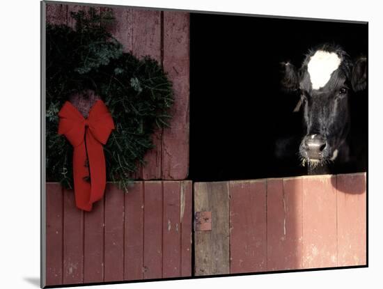 Holstein Cow in Barn with Christmas Wreath, WI-Lynn M^ Stone-Mounted Premium Photographic Print