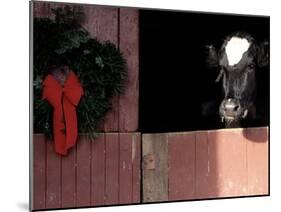 Holstein Cow in Barn with Christmas Wreath, WI-Lynn M^ Stone-Mounted Premium Photographic Print