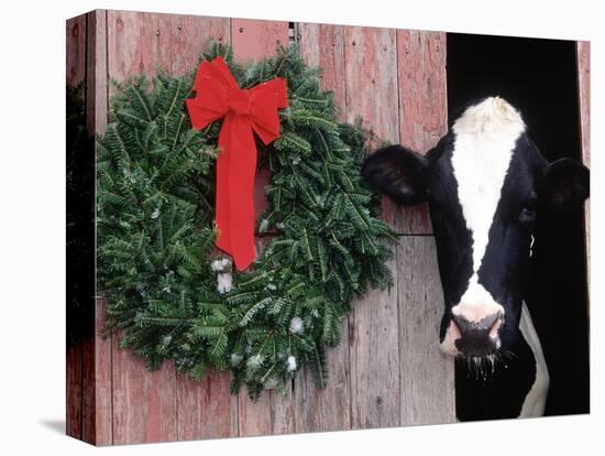 Holstein Cow in Barn with Christmas Wreath, WI-Lynn M^ Stone-Stretched Canvas