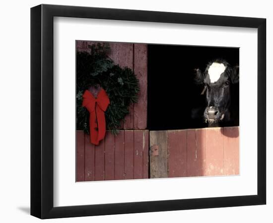 Holstein Cow in Barn with Christmas Wreath, WI-Lynn M^ Stone-Framed Photographic Print