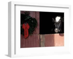 Holstein Cow in Barn with Christmas Wreath, WI-Lynn M^ Stone-Framed Photographic Print