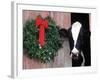 Holstein Cow in Barn with Christmas Wreath, WI-Lynn M^ Stone-Framed Photographic Print