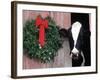 Holstein Cow in Barn with Christmas Wreath, WI-Lynn M^ Stone-Framed Photographic Print