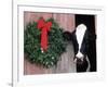 Holstein Cow in Barn with Christmas Wreath, WI-Lynn M^ Stone-Framed Photographic Print