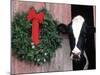 Holstein Cow in Barn with Christmas Wreath, WI-Lynn M^ Stone-Mounted Photographic Print