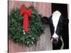 Holstein Cow in Barn with Christmas Wreath, WI-Lynn M^ Stone-Stretched Canvas