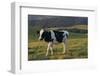 Holstein Cow in Field-DLILLC-Framed Photographic Print