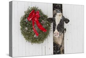 Holstein Cow in Snowstorm by Green Wreath and Red Ribbon, St. Charles, Illinois, USA-Lynn M^ Stone-Stretched Canvas