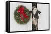 Holstein Cow in Snowstorm by Green Wreath and Red Ribbon, St. Charles, Illinois, USA-Lynn M^ Stone-Framed Stretched Canvas