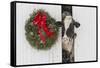 Holstein Cow in Snowstorm by Green Wreath and Red Ribbon, St. Charles, Illinois, USA-Lynn M^ Stone-Framed Stretched Canvas