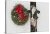 Holstein Cow in Snowstorm by Green Wreath and Red Ribbon, St. Charles, Illinois, USA-Lynn M^ Stone-Stretched Canvas