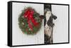 Holstein Cow in Snowstorm by Green Wreath and Red Ribbon, St. Charles, Illinois, USA-Lynn M^ Stone-Framed Stretched Canvas