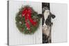 Holstein Cow in Snowstorm by Green Wreath and Red Ribbon, St. Charles, Illinois, USA-Lynn M^ Stone-Stretched Canvas