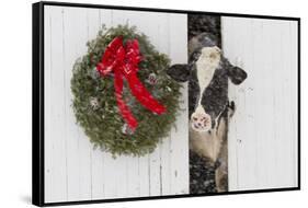 Holstein Cow in Snowstorm by Green Wreath and Red Ribbon, St. Charles, Illinois, USA-Lynn M^ Stone-Framed Stretched Canvas