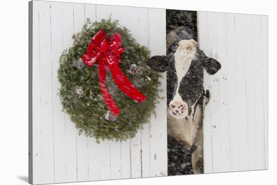 Holstein Cow in Snowstorm by Green Wreath and Red Ribbon, St. Charles, Illinois, USA-Lynn M^ Stone-Stretched Canvas