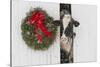 Holstein Cow in Snowstorm by Green Wreath and Red Ribbon, St. Charles, Illinois, USA-Lynn M^ Stone-Stretched Canvas