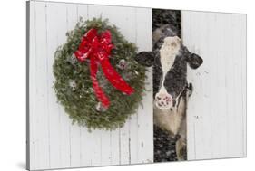 Holstein Cow in Snowstorm by Green Wreath and Red Ribbon, St. Charles, Illinois, USA-Lynn M^ Stone-Stretched Canvas